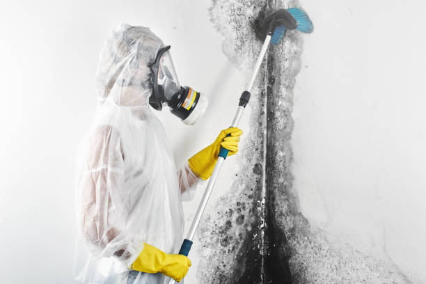 Best Mold Odor Removal Services  in Randallstown, MD