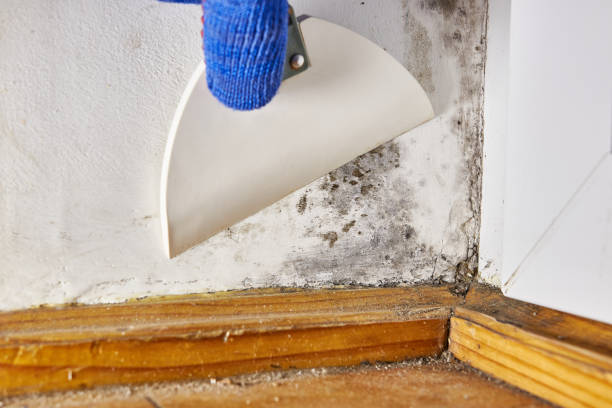 Best Mold Documentation for Insurance Claims  in Randallstown, MD